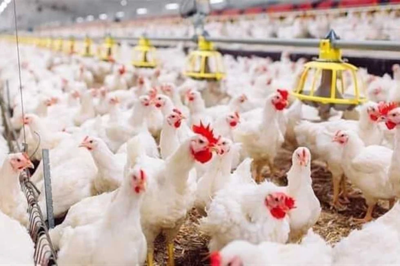 قفزة بسعر الفراخ وكارتونة البيض (الأبيض والاحمر) بالاسواق اليوم الأحد 1 سبتمبر 2024 سجلت أسعار الفراخ الحمراء اليوم الأحد 1 سبتمبر 2024 ارتفاعا ،