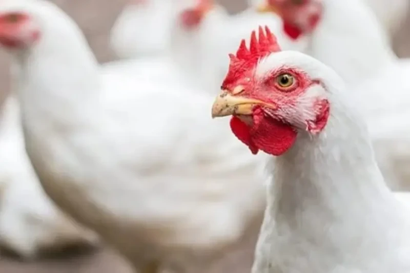 بورصة الدواجن اليوم اسعار الفراخ البيضاء اليوم الاثنين 5 أغسطس 2024 سعر كرتونة البيضشهدت بورصة الدواجن اليوم الأحد تراجعا ملحوظا في أسعار الفراخ