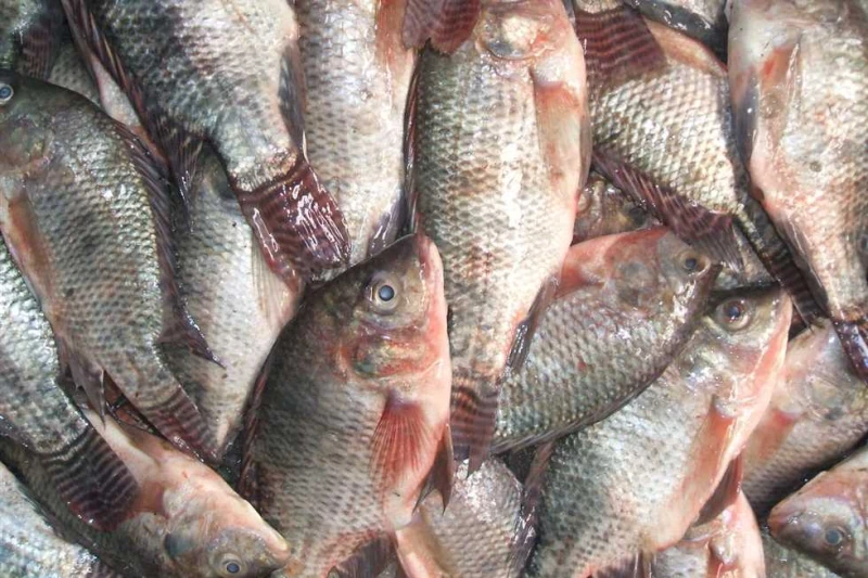 البلطي يقفز لهذا الرقم.. أسعار الأسماك في أسواق ومحال الإسكندرية اليوم الإثنين 12 أغسطس 2024 تشهد أسواق السمك الشعبية وحلقة الأنفوشي فى الإسكندرية،