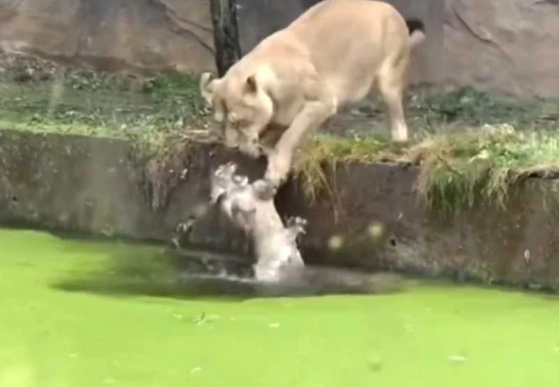 ..شاهد ردة فعل لبؤة لحظة سقوط شبلها فجأة وسط المياه.. فيديو يحصد ملايين المشاهدات خلال ساعات قليلة..تفاصيل تتابع الان تفاصيل ما ورد عن شاهد ردة فعل