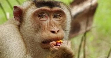 8 أسئلة شائعة عن جدري القرود.. تعرف على الإجابات صحة وطب صحة وطب، 8 أسئلة شائعة عن جدري القرود تعرف على الإجابات،جدري القرود مرض نادر يحدث نتيجة