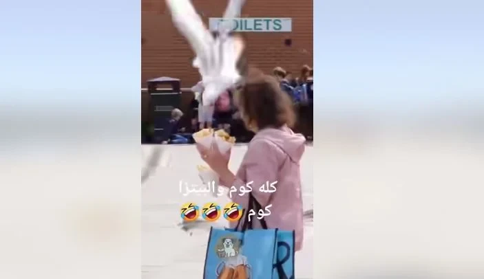 لصوص البيتزا في الشوارع والمطاعم.. كل واحد يخلي بالك من أكلهفيديو منتشر عبر مواقع التواصل الاجتماعي، فيس بوك، لطائر كيفه يسرق البيتزا من الناس في الشوارع والمطاعم.. حرامية البيتزا 