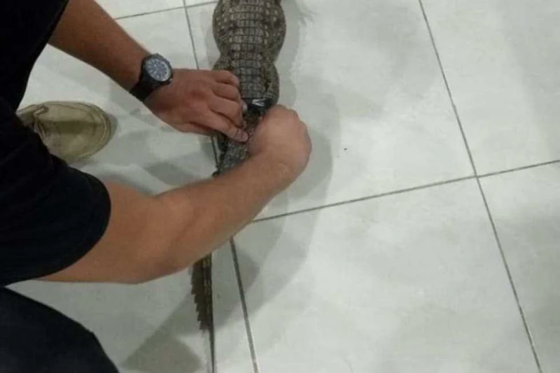 بحثا عن تماسيح أخرى.. مسح شامل لترع ومجاري الجيزة المائية أعلن المركز الإعلامى لمحافظ الجيزة ،عن إجراء إجراء مسح شامل للترع والمجاري المائية المحيطة لضمان عدم وجود تماسيح أخرى و تع