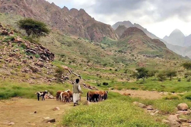 الأرصار الجوية تحذر.. أمطار متفاوتة تصل لحد السيول ب أودية محمية جبل علبة جنوب البحر الأحمر هيئة الأرصاد الجوية تحذر، شهدت عدة مناطق متفرقة بمحمية