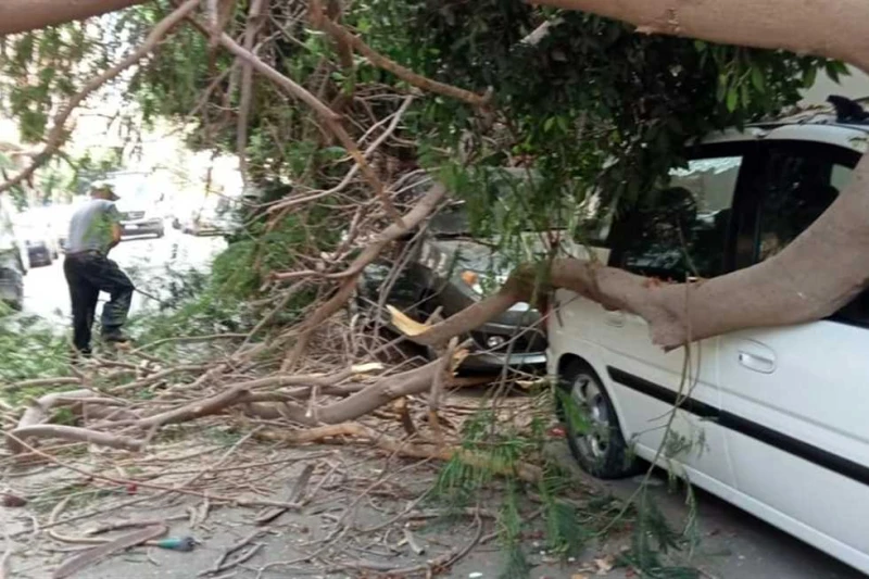 إصابة فتاة إثر سقوط نخلة على ميكروباص ب أسوان أصيبت فتاة اليوم الأحد في حادث سقوط نخلة على ميكروباص كانت تستقله على طريق أسوان الزراعي. تلقى مرفق