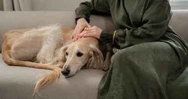 5 خطوات للتخلص من رائحة الحيوانات الكريهة فى منزلك.. لو بتربى قطط وكلاب المرأة والمنوعات شاهد المقال التالي من صحافة مصر عن 5 خطوات للتخلص من رائحة