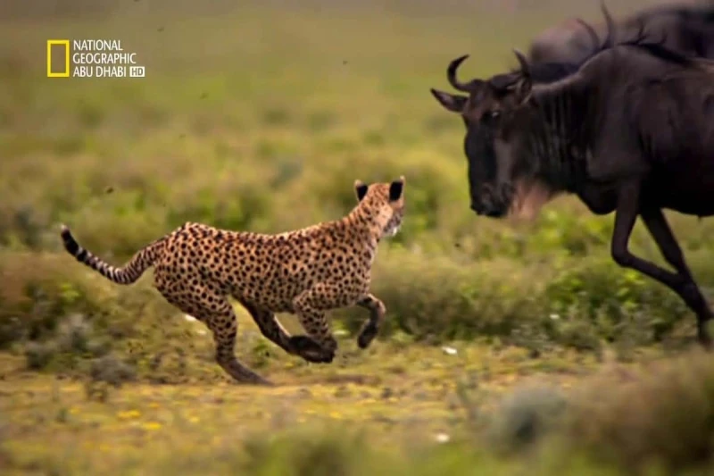 رحلات استكشافية للحياة البرية .. استقبل تردد قناة ناشيونال جيوغرافيك الجديد 2024 بجودة فائقة الوضوحيعد تردد قناة ناشيونال جيوغرافيك الجديد 2024 من