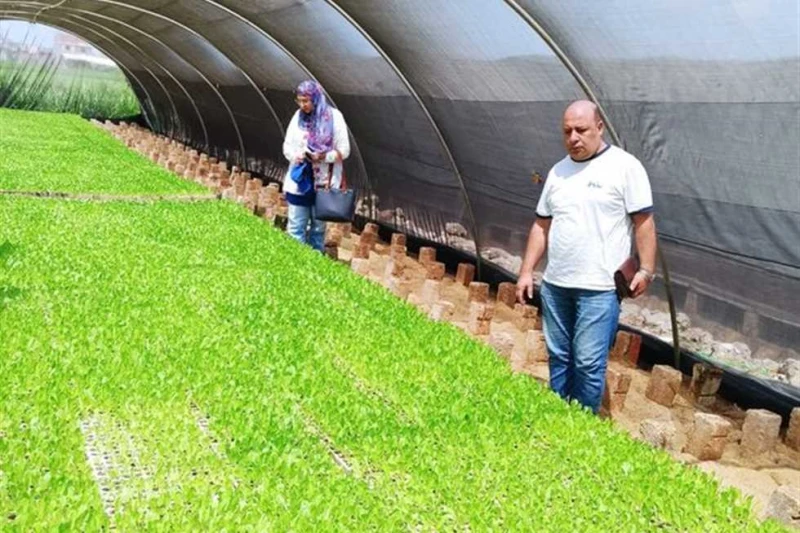 زراعة الإسكندرية تعاين 36 صوبة زراعية لإنتاج شتلات الكرنب والقرنبيط والخس (صور) عاينت لجنة فنية شكلها إبراهيم قاسم، وكيل وزارة الزراعة بالإسكندرية،