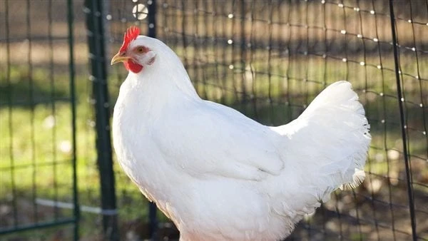 6 أسباب رئيسية وراء هبوط أسعار الدواجن بالأسواق.. تعرف عليهاتشهد أسعار الدواجن حاليا انخفاضا ملحوظا بالأسواق خاصة الدواجن البيضاء والتى انخفضت أكثر