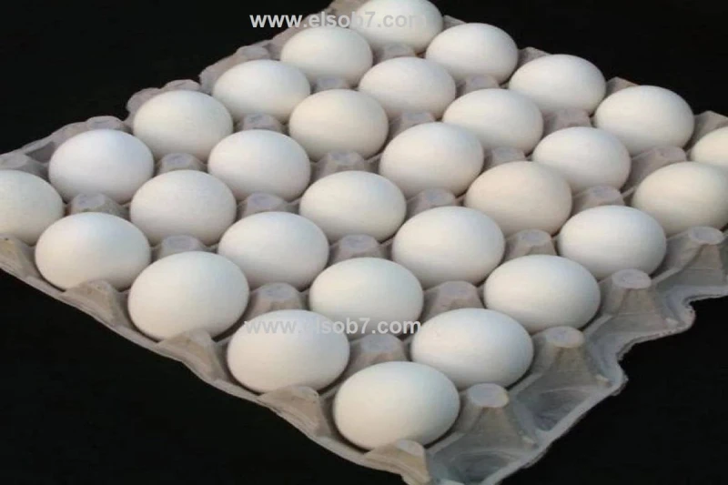 سعر كرتونة البيض اليوم والفراخ البيضاء آخر تحديث .. متى تستقر أسعار الدواجن؟يبحث المواطنون عن سعر كرتونة البيض اليوم في مصر، حيث لا يمكن الاستغناء عن