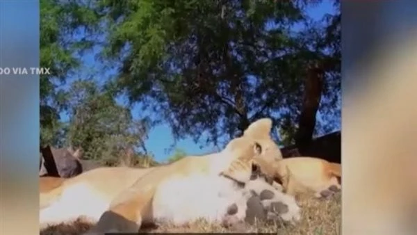 لن تصدق.. مجموعة أسود تكتشف كاميرا مخفية في سياج حديقة حيواناتقامت مجموعة من الأسود في حديقة حيوان داخل ولاية أوريغون الأمريكية بعمل ذكي، حيث اكتشفوا