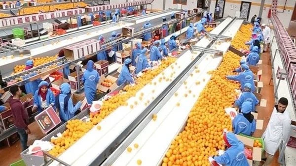 بسبب وفرة الإمدادات.. صندوق النقد العربي يتوقع تراجع أسعار المنتجات الزراعية 2 أوضح صندوق النقد العربي، في تقرير أصدره بعنوان آفاق الاقتصاد العربي