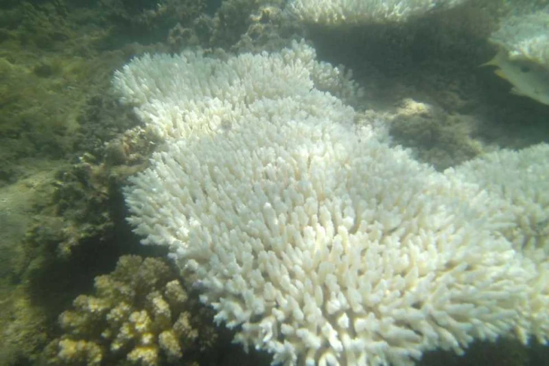 خبير علوم بحار: تعرض الشعاب المرجانية ب البحر الأحمر لالابيضاض (ما السبب؟) كشف الدكتور محمود عبدالراضي دار خبير علوم البحار والبيئة البحرية، مدير