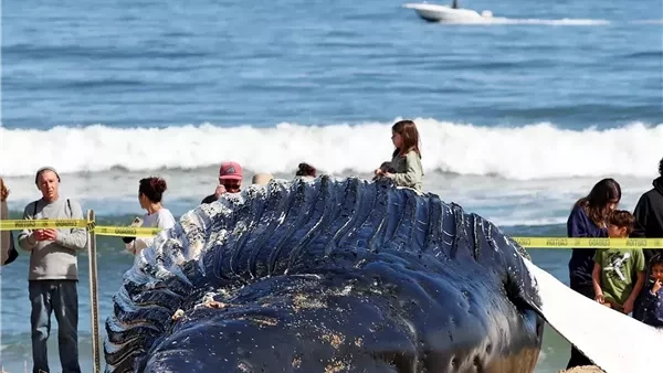 مخلوق غريب في أحد شواطئ المكسيك.. اعرف القصة تداول النشطاء السوشيال ميديا خلال الساعات الماضية مجموعة من الصور ل مخلوق غريب على شاطئ في المكسيك.. فما حقيقته؟بدأت القصة عندما نشرت ص