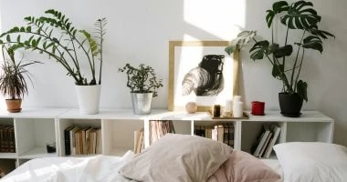 نباتات منزلية تبث الحياة والبهجة في غرف النوم.. ازاى تعتنى بيها المرأة والمنوعات شاهد المقال التالي من صحافة مصر عن نباتات منزلية تبث الحياة والبهجة