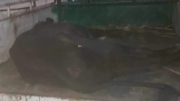 كان ميت.. ضبط جزارين حاولوا ذبح عجل نافق داخل السوق بالاقصر ألقت مباحث الاقصر القبض على مجموعة من الجزارين داخل سوق القرية الاسبوعى بقرية الشغب التابعه لمركز ومدينة إسنا جنوب محافظ