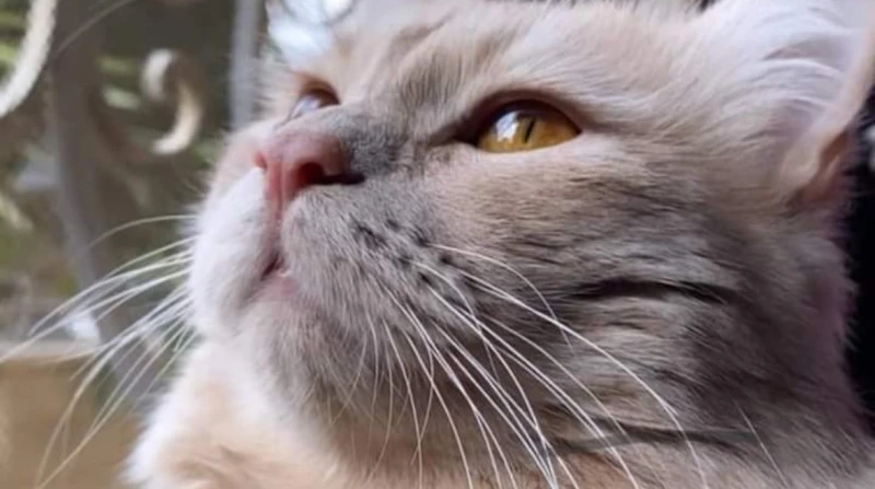 صاحبة القط الذكي: 5 آلاف جنيه مش كتير على سكر بعد ما انتشرت صورة القط سكر على مواقع التواصل الاجتماعي والتي اكتسبت تعاطف العديد من المتابعين، تواصل افاق عربية مع مايا صاحبة القط سك