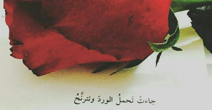 كلام عن الورد 50 اجمل ما قيل في وصف الورد؟العديد يبحث عن عبارات كتبت عن الورد كما يوجد العديد من العبارات التي قيلت ع الورد، كما أنه لا يوجد أحد يختلف على حب الورود، ولذلك يوجد مجم