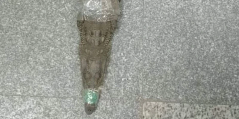 محافظة الجيزة: العثور على تمساح فى ترعة بالبدرشين صور ناس وخدمات ناس وخدمات، محافظة الجيزة العثور على تمساح فى ترعة بالبدرشين صور،كشفت محافظة الجيزة،