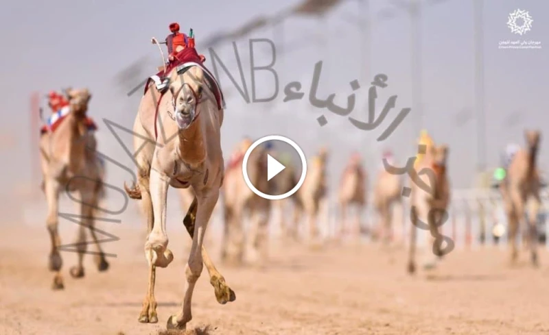 مهرجان ولي العهد للهجن 2024: سباقات شيقة وجوائز ضخمة القنوات الناقلة لمهرجان ولي العهد للهجن 2024 بث مباشر يشهد ميدان الطائف انطلاقة قوية لنسخة هذا