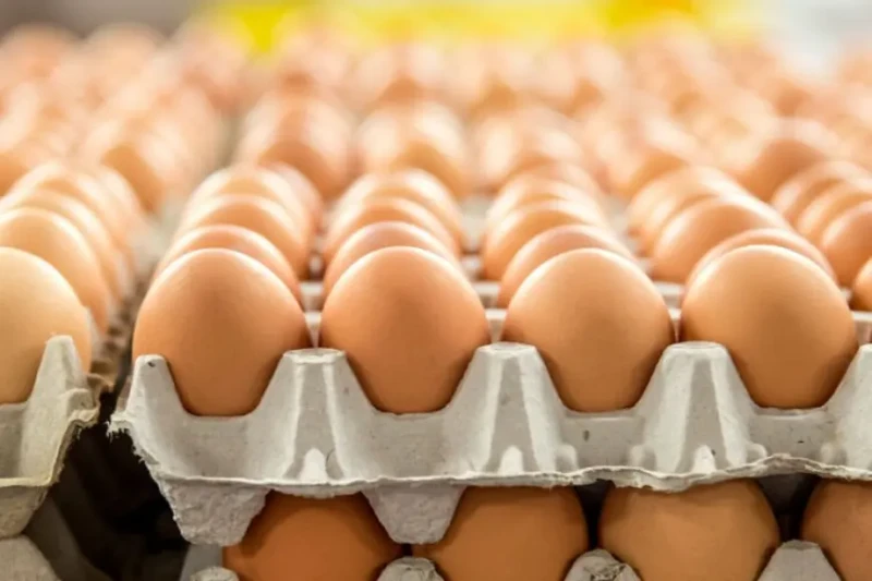 الأسعار هتجنن الناس.. اعرف سعر كرتونة البيض اليوم بقت بكام واحدث اسعار الفراخ أخبارها إيه النهاردة تواصل أسعار البيض والفراخ في مصر التذبذب، حيث شهدت