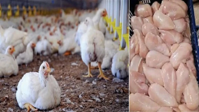 تراجع قوى فى سعر الفراخ اليوم 31-8-2024 ومفاجأة فى ثمن البانيهتراجع قوى فى سعرالفراخ اليوم 31-8-2024 ومفاجأة فى ثمن البانيه..تعتبر أسعار الدواجن من