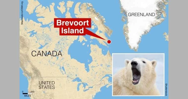 هجوم نادر.. دببة تقتل عاملا في القطب الشمالي لايف ستايل شاهد المقال التالي من صحافة البحرين عن هجوم نادر دببة تقتل عاملا في القطب الشمالي، قتل شخص