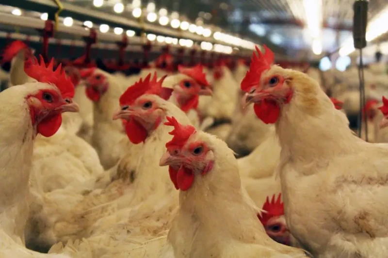 بورصة الدواجن اسعار الفراخ البيضاء اليوم الاربعاء 14 اغسطس 2024 سعر كرتونة البيض بعد فترة من التذبذب، شهدت أسعار الدواجن في مصر اليوم استقرارا