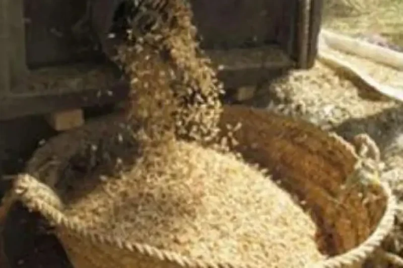 سعر الأرز النهاردة اتغير؟.. سعر طن الأرز الشعير اليوم الاحد 11 اغسطس 2024 للمستهلك والتجار شهدت أسعار الأرز الشعير اليوم الأحد، 11 أغسطس 2024،