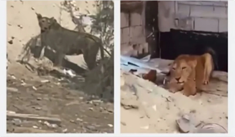 بيان هام من الأمن البيئي بشأن المحتوى المرئي لظهور أسود في مكان عامأصدرت منذ قليل القوات الخاصة للأمن البيئي بالمملكة العربية السعودية، بيان هام وعاجل بشأن المحتوى المرئي الذي تم ت