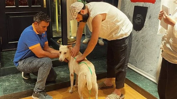 اللمسات الأخيرة قبل ظهور السيد رامبو على السجادة الحمراء في ڤينيسيااصطحب خالد منصور مخرج فيلم البحث عن منفذ لخروج السيد رامبو، الكلب البلدي إلى