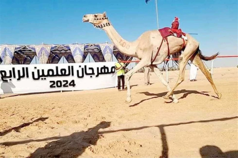 الهجن رياضة الماضى والحاضر فى الوادى الجديد اهتمام كبير توليه محافظة الوادى الجديد برياضة الهجن، باعتبارها رياضة أصيلة لها جذور تاريخية، ولهذا أنشأت