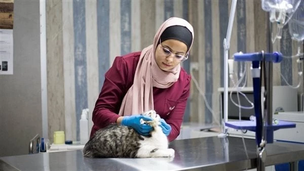 تنسيق الطب البيطري 2024.. تفاصيل برنامج طب وجراحة الحيوانات الأليفةكلية الطب البيطري.. ساعات قليلة تفصلنا على بدء المرحلة الأولى ل تنسيق الجامعات