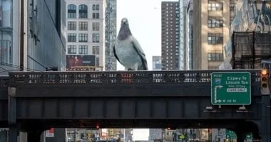 حمامة ضخمة تطل على أفق مدينة نيويورك أكتوبر المقبل.. اعرف قصتها صور المرأة والمنوعات شاهد المقال التالي من صحافة مصر عن حمامة ضخمة تطل على أفق مدينة