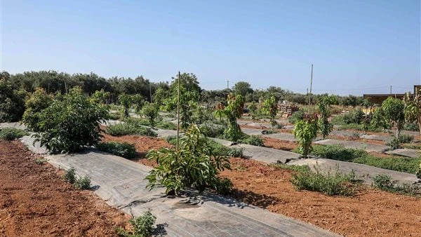 اليونان تختبر زراعة الفواكه الاستوائية المقاومة للتغير المناخيتجرى في شبه جزيرة البيلوبونيز تجربة في زرع أنواع من الفواكه غير مألوفة في اليونان، تنبت في آسيا أو سواها عادة، وهي أكث