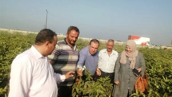 الزراعة: توفير كميات البذرة اللازمة للموسم المقبل بكميات كافية في الجمعيات الزراعيةصرح الدكتور مصطفي عمارة، المتحدث الإعلامي لمعهد بحوث القطن، بأنه قد قام الدكتور عبد الناصر رضوان