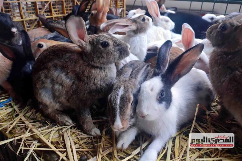 جوز الحمام ب140.. أسعار الطيور في أسواق الإسكندرية اليوم الثلاثاء 13 أغسطس 2024 تشهد أسعار الطيور ارتفاعا طفيفا فى أسواق الإسكندرية، اليوم الثلاثاء،