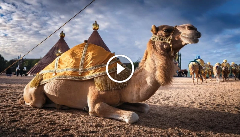 مهرجان ولي العهد للهجن 2024: تراث وثقافة وتنافس رياضي مهرجان ولي العهد للهجن 2024 يعد واحدا من أبرز الأحداث الرياضية والثقافية في المملكة العربية