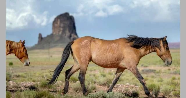 الخيول تخطط للمستقبل وتفكر بشكل إستراتيجي لايف ستايل شاهد المقال التالي من صحافة البحرين عن الخيول تخطط للمستقبل وتفكر بشكل إستراتيجي، وجدت دراسة حديثة أن الخيول قادرة على التخطيط