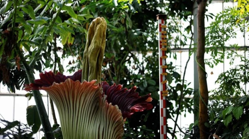 زهرة الجثة.. رائحة قذرة وآلاف المعجبين زهرة عملاقة برائحة قذرة وآلاف المحبين، هكذا عرفنا عن نبتة تيتان أروم والتي تشتهر باسم زهرة الجثة، ويعتبر