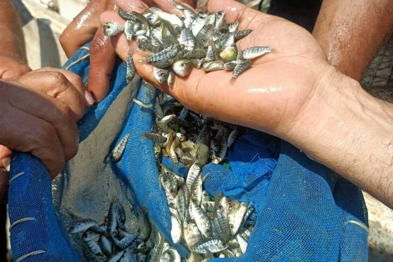 لزيادة المخزون السمكي.. تنمية البحيرات تطلق مليون زريعة في بحيرة مريوط أعلن جهاز حماية وتنمية البحيرات والثروة السمكية، إنه سيتم إطلاق مليون وحدة