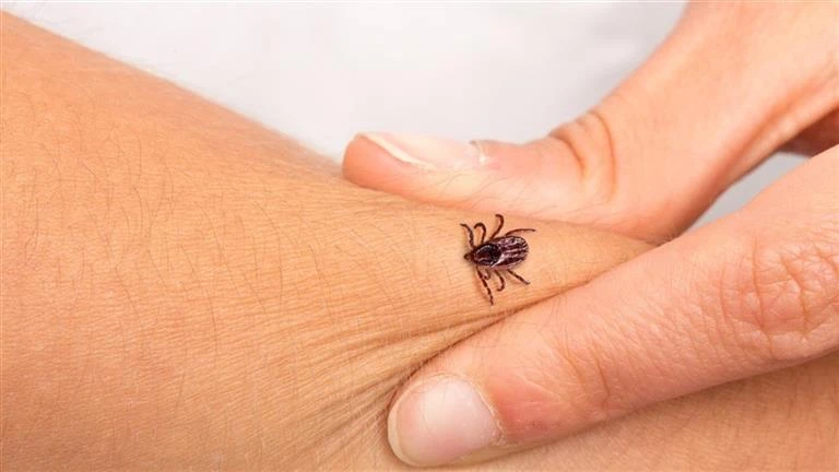 القراد يهدد اليابان بأوبئة جديدة.. ما نسب وأماكن الانتشار؟ لايف ستايل لايف ستايل، القراد يهدد اليابان بأوبئة جديدة ما نسب وأماكن الانتشار؟،02 02 ص الجمعة 23 أغسطس 2024 د ب أ تشهد ا