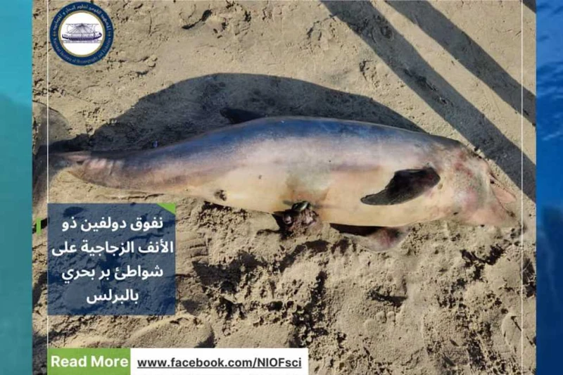 يصعب تحنيطه.. علوم البحار تبحث عن حل لدولفين البرلس النافق تحرك مسؤولو المعهد القومى لعلوم البحار والمصايد، في وزارة التعليم العالى، برئاسة الدكتورة عبير السحرتى، رئيس المعهد، بشأن