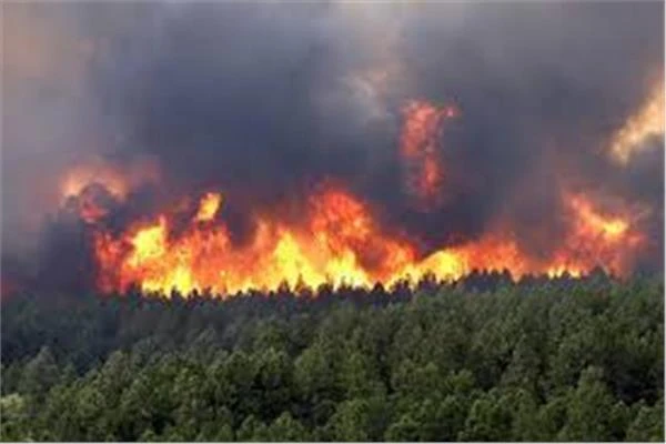 دراسة: دخان حرائق الغابات الأكثر ضررا للدماغ من تلوث الهواء متفرقات شاهد المقال التالي من صحافة مصر عن دراسة دخان حرائق الغابات الأكثر ضررا للدماغ من