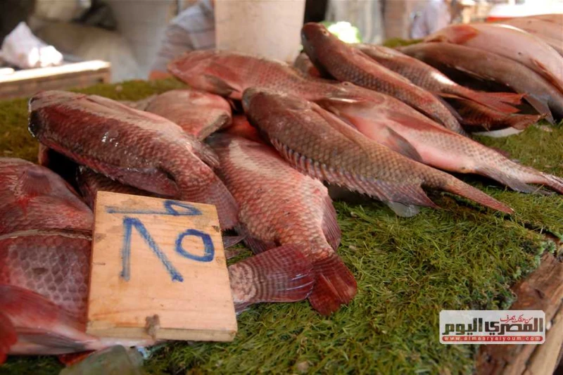 الماكريل ب150.. أسعار السمك والمأكولات البحرية اليوم السبت في أسواق الإسكندرية تشهد أسواق السمك الشعبية وحلقة الأنفوشى فى الإسكندرية، ارتفاعا فى أسعار البلطى والأسماك الشعبية الأكث