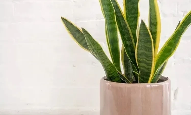 إليك أفضل النباتات المنزلية لطرد الطاقة السلبية.. غير مكلفة منوعات شاهد المقال التالي من صحافة مصر عن إليك أفضل النباتات المنزلية لطرد الطاقة السلبية