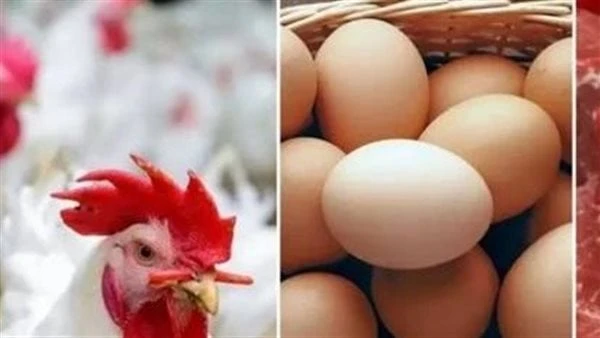 70 جنيها.. انخفاض جديد بأسعار الدواجن والبيض خلال أيامقال الدكتور أحمد جلال أستاذ تربية ووراثة الدواجن بجامعة عين شمس، إنه على الرغم من التقدم الكمى