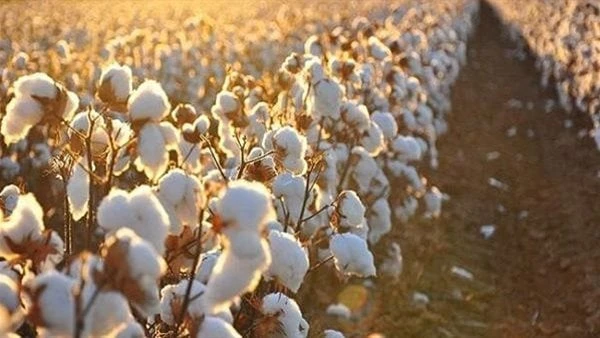 سلسلة ندوات إرشادية لمزارعي القطن بالبحيرةأطلقت وزارة الزراعة واستصلاح الأراضي، ممثلة في الإدارة المركزية للإرشاد الزراعي، ومعهد بحوث القطن، سلسلة من