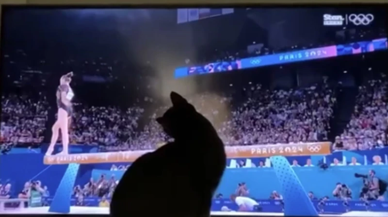 قطتان وحوت.. الحيوانات أيضا تلعب في الأولمبياد في قلب الصالة الرياضية الأولمبية، حيث يتراقص أبطال الجمباز على إيقاع الموسيقى، كانت هناك متفرجة لا كغيرها، فهي قطة صغيرة، تجلس على حا
