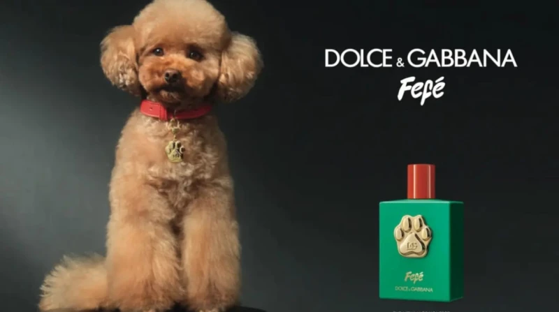 ماركة إيطالية شهيرة للأزياء تطلق عطرا للكلاب هل يعاني كلبك رائحة غير محببة؟، هل ترغب في أن يحظى كلبك بلفت الأنظار من حوله؟، حصريا ولأول مرة في الأسواق عطر جديد لكلبك الأليف، هكذا أ